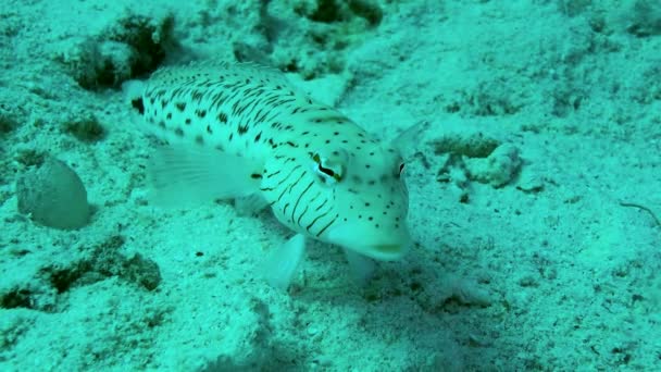 Speckled Sandperch Parapercis Hexophtalma Stands Its Pelvic Fins Turning Its — Video