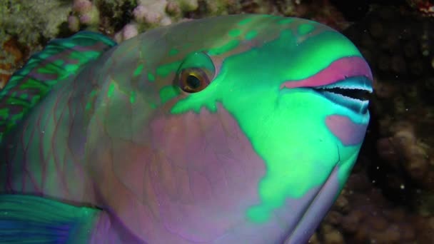 Other Fish Heavybeak Parrotfish Chlorurus Gibbus Practically Motionless Night Close — 비디오