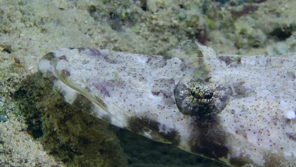 Flathead Tentacled Papilloculiceps Longiceps Terletak Dasar Berpasir Antara Karang Dan — Stok Video