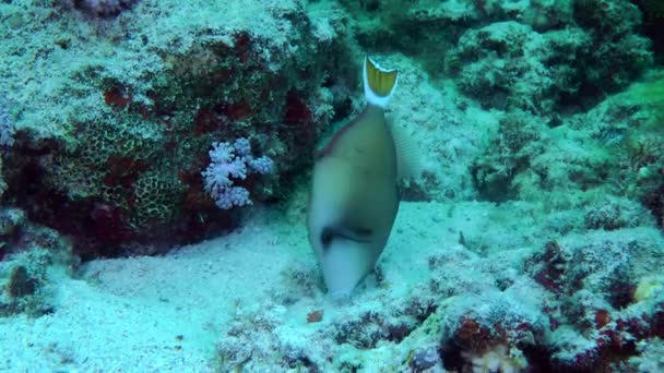 Bluethroat Triggerfish Sufflamen Albicaudatum Looking Food Sand Base Coral Reef — Stockvideo