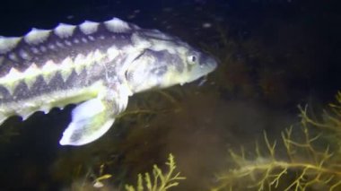 Danube sturgeon or Russian sturgeon (Acipenser gueldenstaedtii) swims slowly over brown algae, then slowly moves away into the darkness, close-up.