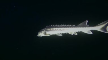 The camera follows a Danube sturgeon or Azov-Black sea sturgeon (Acipenser gueldenstaedtii) as it slowly swims against the backdrop of a dark water column, medium shot.