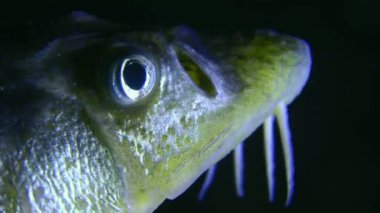 The camera closes the head of Danube sturgeon or Russian sturgeon (Acipenser gueldenstaedtii) from the side, portrait, detail.