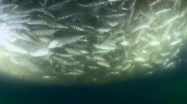 Fish inside the fishing net: as the net rises and its volume decreases, the density of fish caught in the trap increases, the fish look for a way out by making erratic movement.