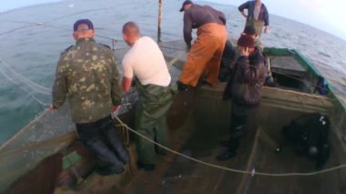 Commercial fishing: professional fishermen load the caught fish from the net into the boat, slow motion.
