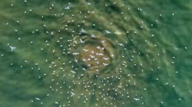 The place where sewerage is discharged into the sea. The camera slowly moves up over the ejection of brown water bubbles and a cluster of seabirds.