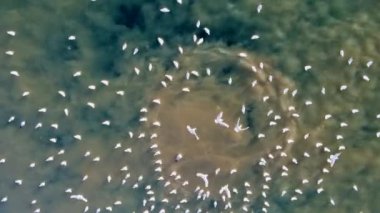 Aerial photography of sewage discharge into the sea. Seagulls hover above the bulbs of polluted water rising from the depths of the sea. Marine eutrophication is a significant environmental problem.