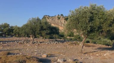 Olive grove in the rays of the setting sun against the backdrop of a mountain landscape.
