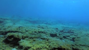 Kamera, çok sayıda balık ve yosunla kayalık bir sualtı arazisinde hareket eder..