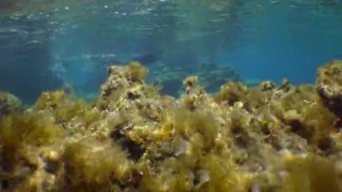 Beautiful underwater landscape: stones, vibrating algae, slanting rays of the sun, a freediver swims in the background.