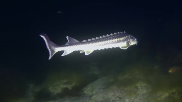 Russian Sturgeon Acipenser Gueldenstaedtii Swims Slowly Bottom Covered Brown Algae — Stock Video