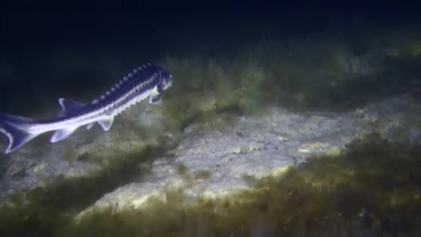 Russian Sturgeon Acipenser Gueldenstaedtii Swims Slowly Algae Covered Bottom Medium — Stock Video