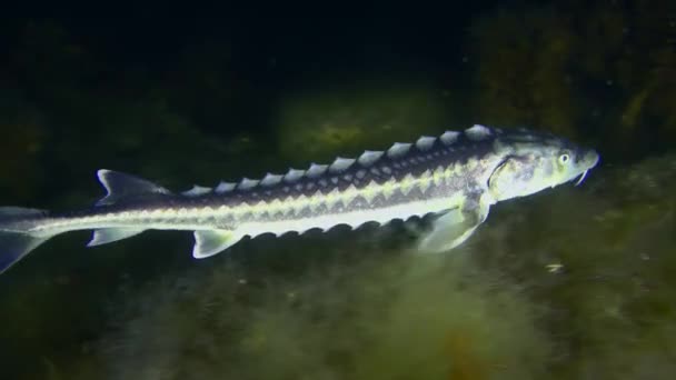 Camera Follows Danube Sturgeon Russian Sturgeon Acipenser Gueldenstaedtii Swims Rocky — Vídeo de stock