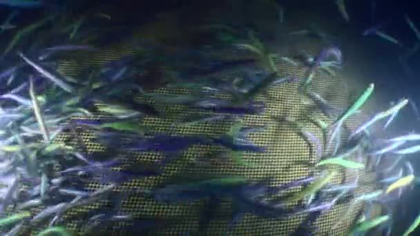 Shooting Fishing Net Flock Fish Looking Way Out Trap Moving — Vídeo de Stock