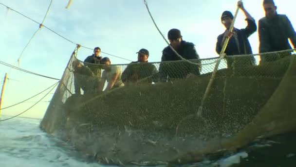 Комерційне Рибальство Професійні Рибалки Використовують Сітки Ущільнення Риби Спійманої Сітці — стокове відео