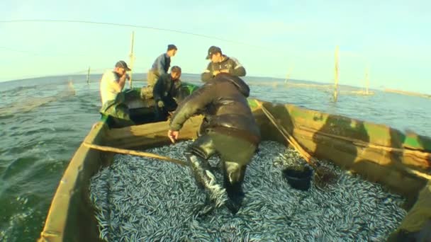 Commercial Fishing Traditional Black Sea Fishing Extracting Catch Fixed Net — Stock video