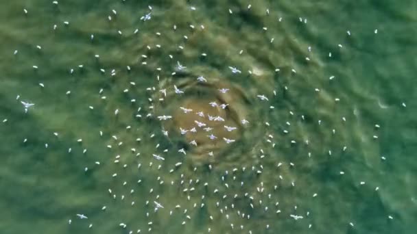 Place Sewerage Discharged Sea Camera Slowly Moves Ejection Brown Water — Video Stock