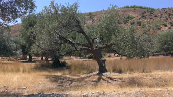 Azeitonas Fundo Uma Paisagem Montanhosa Zoom Lento Europa Grécia — Vídeo de Stock