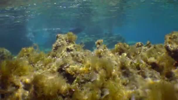 Beautiful Underwater Landscape Stones Vibrating Algae Slanting Rays Sun Freediver — ストック動画