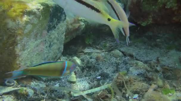 Sea Pollution Digging Fish Mullet Mullus Often Seek Food Heaps — Stock Video