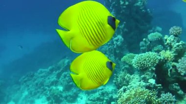 A pair of bright yellow Bluecheek butterflyfish (Chaetodon semilarvatus) against the backdrop of a coral reef and water column.