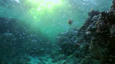 The camera pans through a massive school of small fish Hardyhead Silverside and moves towards the setting sun.