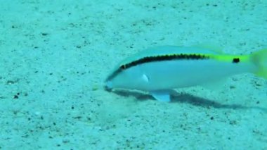 Red Sea goatfish (Parupeneus forsskali) digs the sandy bottom with tentacles in search of food, close-up.