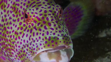 At night, Lyretail Grouper (Variola louti) rests lying on the bottom, portrait. Night dive.