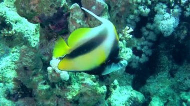 A pair of Red Sea Bannerfish (Heniochus intermedius) swim slowly along the wall of a coral reef.