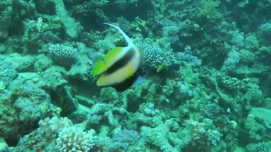 A brightly colored Red Sea Bannerfish (Heniochus intermedius) swims slowly along a coral reef, close-up.