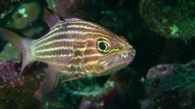 A portrait of a Tiger cardinal or Dogtooth cardinalfish (Cheilodipterus arabicus) makes it clear why this fish got its name, close-up.