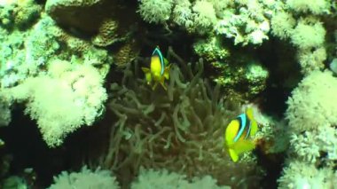 Tropical fish: A pair of Twoband anemonefish (Amphiprion bicinctus) near its sea anemone, medium shot.