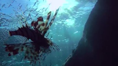 Common Lionfish (Pterois volitans) in backlight against the background of the water surface. The fish leave the frame to reveal a school of small Hardyhead Silverside fish.