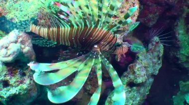 A colorful Common Lionfish (Pterois volitans) with widened fins turns slowly in front of the camera, close-up.