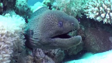 Portrait of a Giant moray (Gymnothorax javanicus) that sticks its head out of a coral hole, front view.