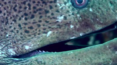 Extreme close-up of a Giant moray (Gymnothorax javanicus) that sticks its head out of a coral hole and opens its mouth to the beat.