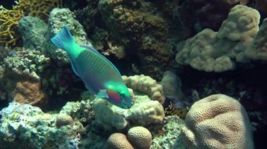 Bright male Heavybeak parrotfish (Chlorurus gibbus) bites hard corals with powerful teeth in search of food.
