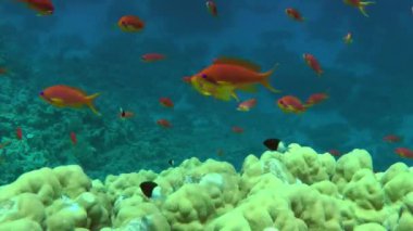 A flock of red-orange Sea goldie or Lyretail Anthias (Pseudanthias squamipinnis) feeding on plankton in the blue water column above the corals, medium shot, still camera.