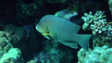 Redmouth grouper (Aethaloperca rogaa) swims leisurely along the coral reef wall.