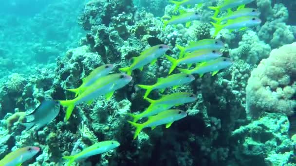 Bright Flock Yellowstripe Goatfish Mulloidichthys Flavolineatus Slowly Swims Coral Reef — Video