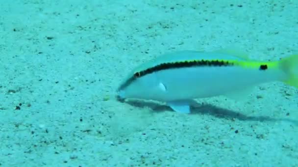 Red Sea Goatfish Parupeneus Forsskali Digs Sandy Bottom Tentacles Search — Stok video