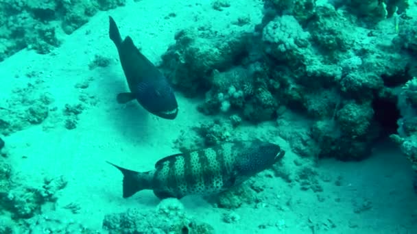 Leopard Grouper Plectropomus Pessuliferus Pair Usually Occupies Area Seabed Guarded — стоковое видео