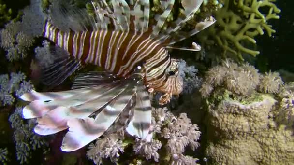Night Dive Common Lionfish Pterois Volitans Slowly Swims Coral Reef — Vídeos de Stock
