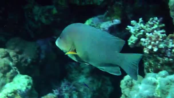 Redmouth Grouper Aethaloperca Rogaa Swims Leisurely Coral Reef Wall — Stok video