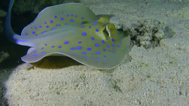 Blue Spotted Stingray Taeniura Lymma Digs Sandy Bottom Search Food — Stock Video