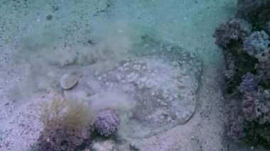 Panther Electric Ray or Leopard torpedo (Torpedo panthera) burrows into the sandy bottom, close-up.