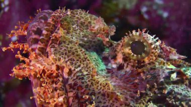 Tassled scorpionfish (Scorpaenopsis oxycephala) lies on a coral ledge, side view, portrait, detail. Close-up of a fish's eye. The sun's rays break through from above.