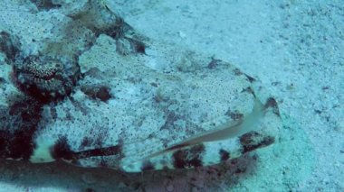 Close-up of a Tentacled Flathead (Papilloculiceps longiceps) lies on a sandy bottom and rolls its eyes, side view, portrait, detail.