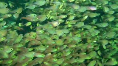 In shaded areas of the coral reef, Dusky sweeper (Pempheris adusta) and Pigmy sweeper (Parapriacanthus ransonneti) form massive joint flocks.