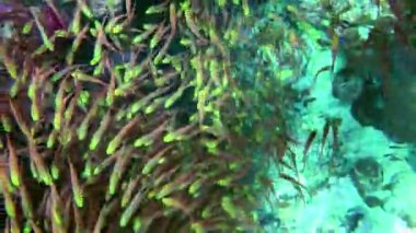 In shaded areas of the reef, Pigmy sweeper (Parapriacanthus ransonneti) form large dense flocks that flow continuously like a water stream, close-up.